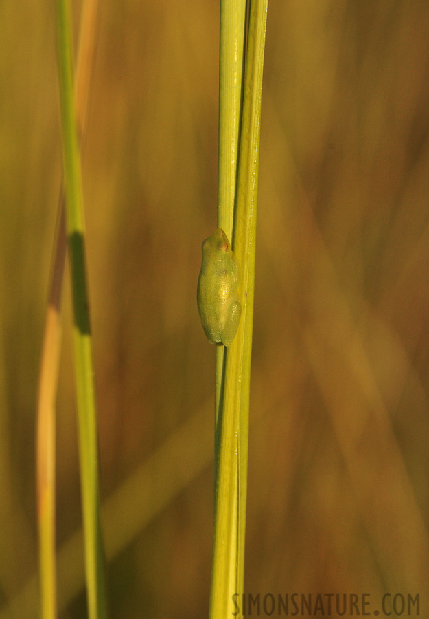 Hyperolius nasutus [300 mm, 1/2000 Sek. bei f / 8.0, ISO 1600]